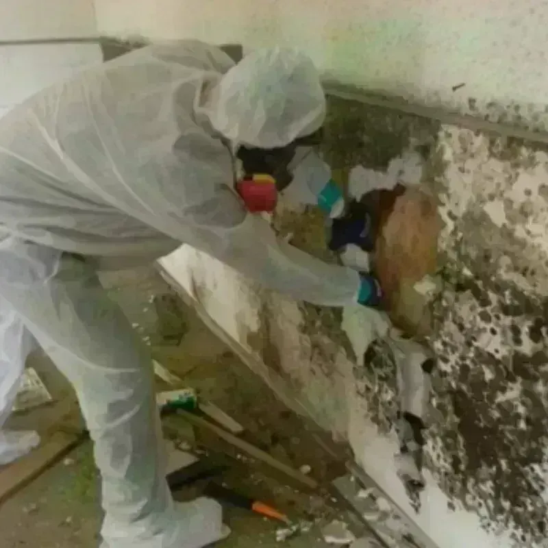 Mold Remediation and Removal in Byron, CA